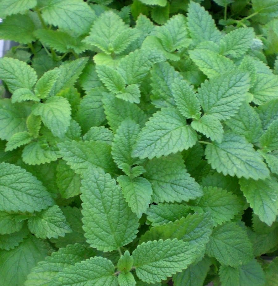 LEMON MINT * 150 SEEDS* MEDICINAL * HEALTHFUL *