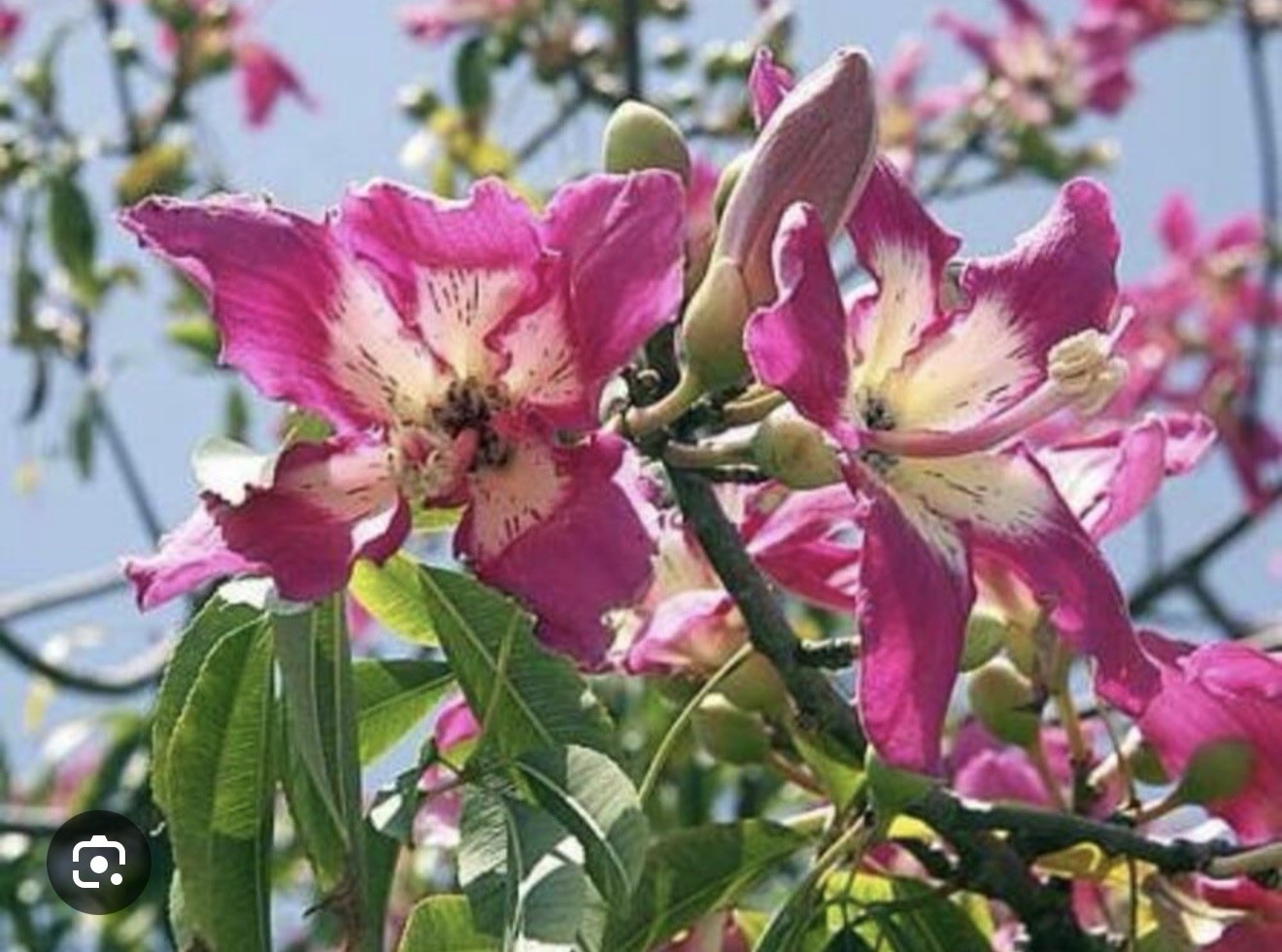 Pink Silk Floss Tree-Ceiba specios-Rare Tree! Beautiful Orchid Like Blooms!