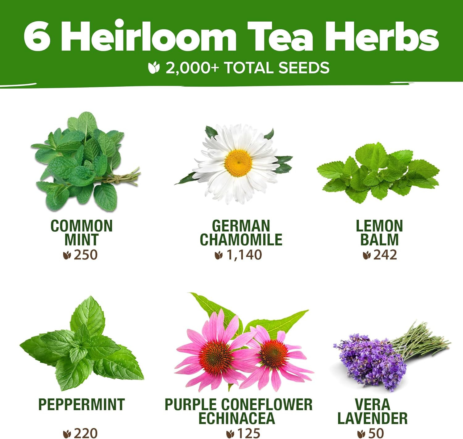 Medicinal Herb Seeds Vault – 2,000+ Seeds, 6 Non GMO Heirloom Varieties for Indo