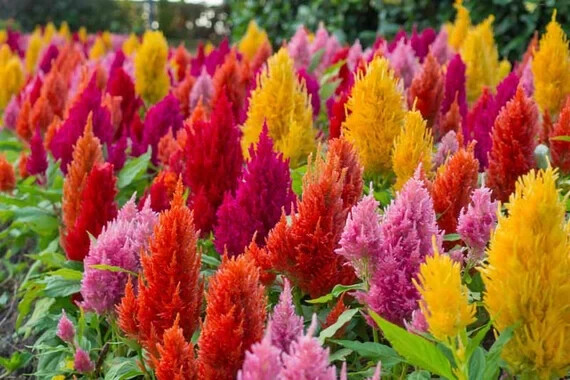 celosia, PAMPAS PLUME flower mix, 190 SEEDS! GroCo* – BUY ANY 10-SHIPS FREE