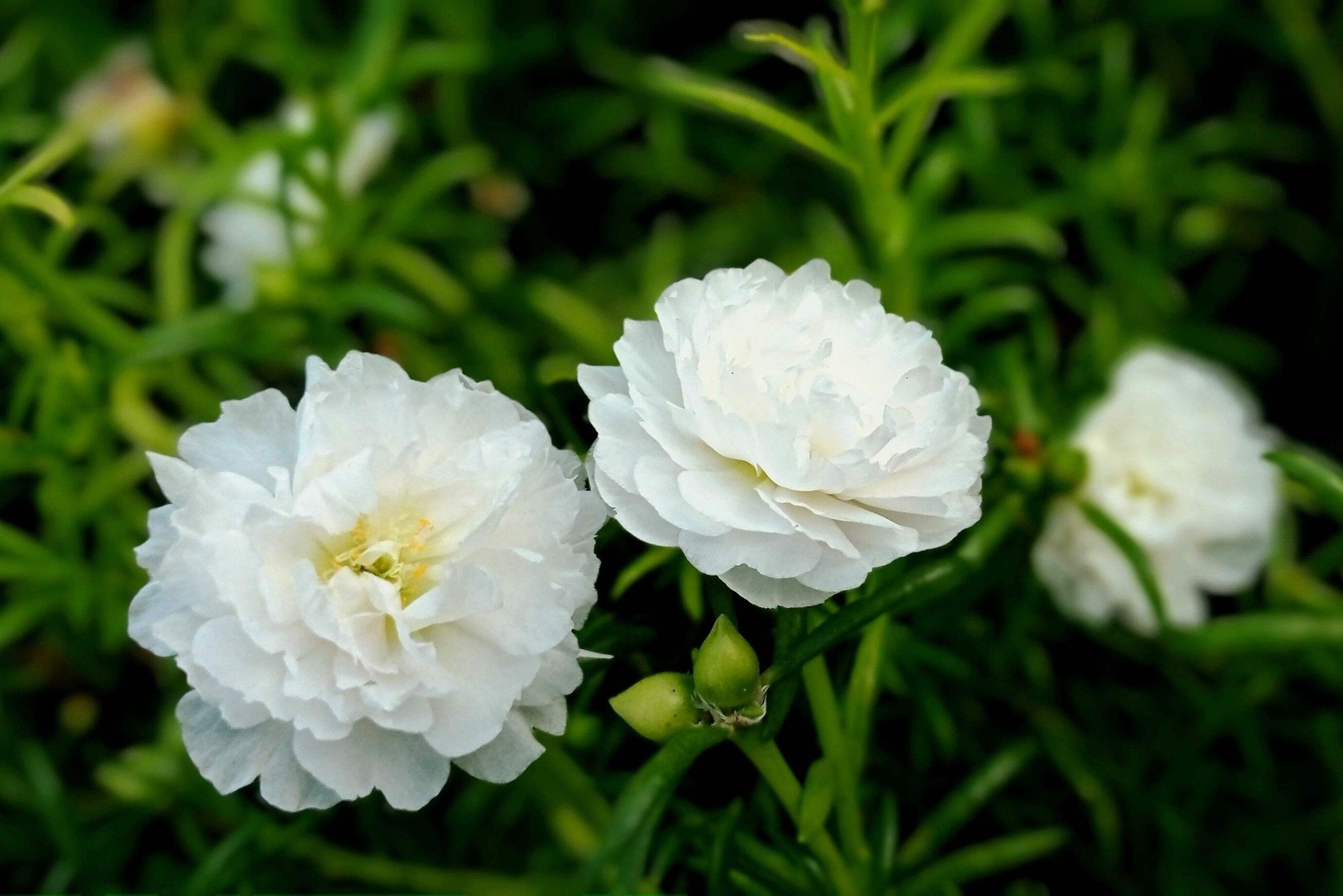 100 WHITE PORTULACA Grandiflora / MOSS ROSE Flower Seeds *Flat S/H