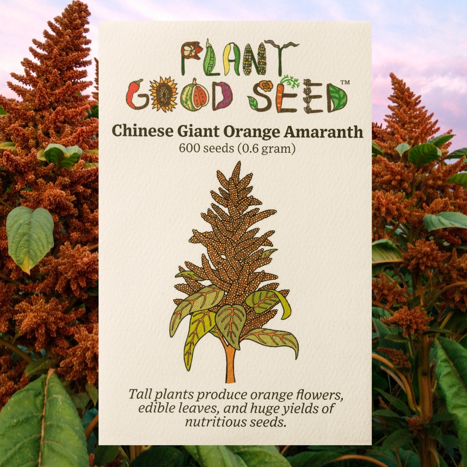 Amaranth Seeds ORANGE CHINESE GIANT – HUGE PLANTS, ORGANIC, GROWS TALL, NON-GMO