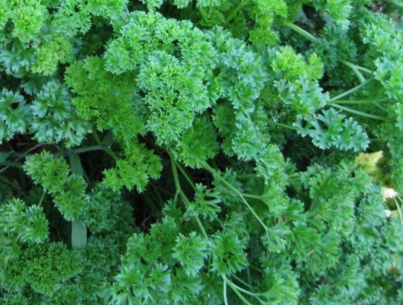 Parsley Seeds- Moss Green Curled- 1,000+ 2021 Heirloom Seeds, Grown in 2020