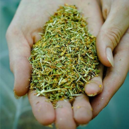 ST. JOHNS WORT Hypericum Yellow Medicinal Herb Perennial Non-GMO 500 SEEDS!