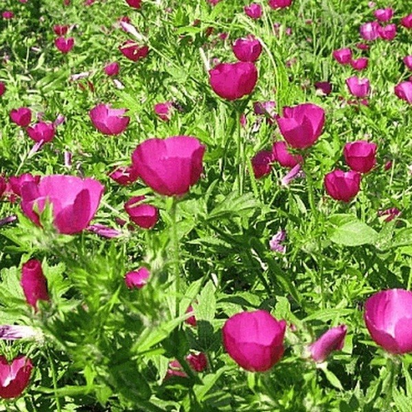 100 – 1,000 Heirloom Wine Cup Poppy Mallow Seeds Callirhoe involucrata Perennial