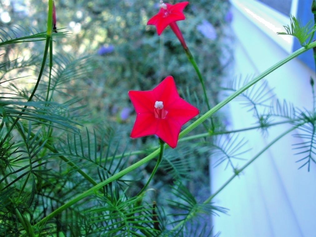 41+CYPRESS VINE Flower Seeds Climbing Flowering Vine Summer Garden Container