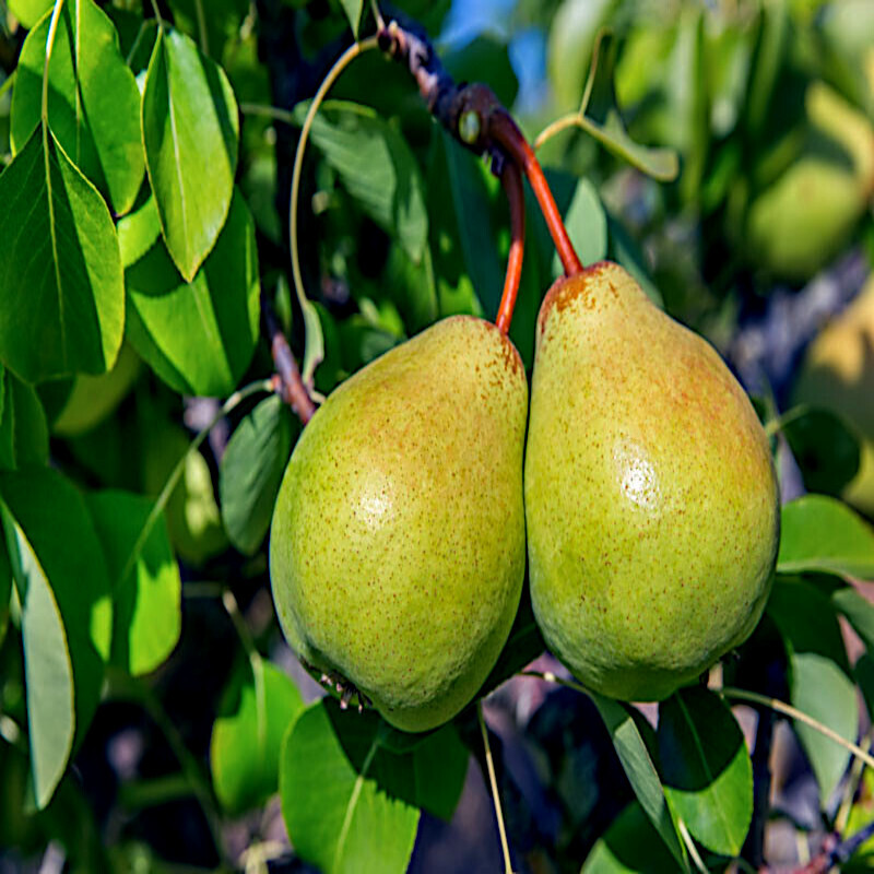 EUROPEAN PEAR TREE SEEDS (Pyrus Communis) Fast Hardy Fruit Flower Garden Plant