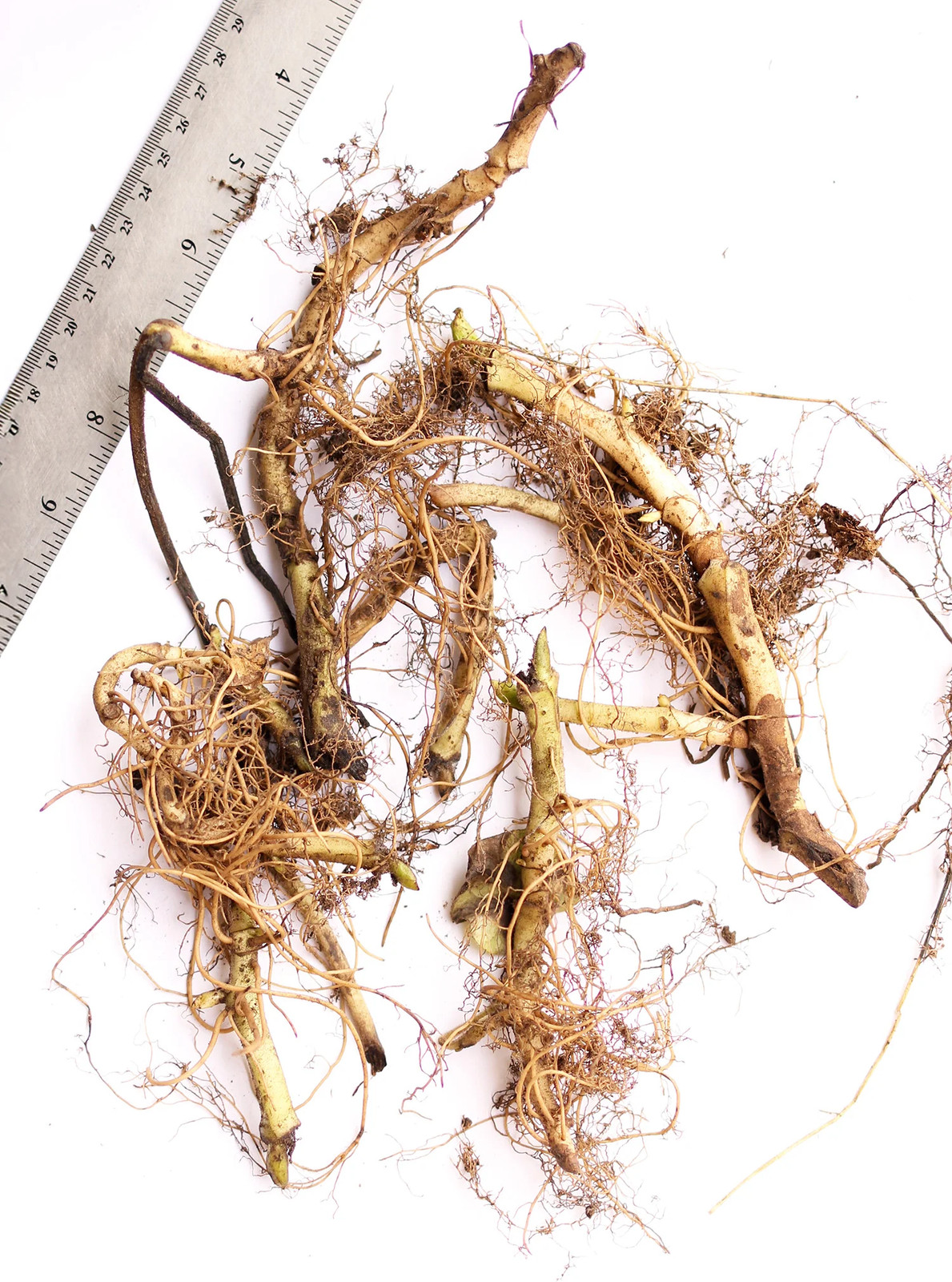 Wild Ginger – 5 Root Divisions
