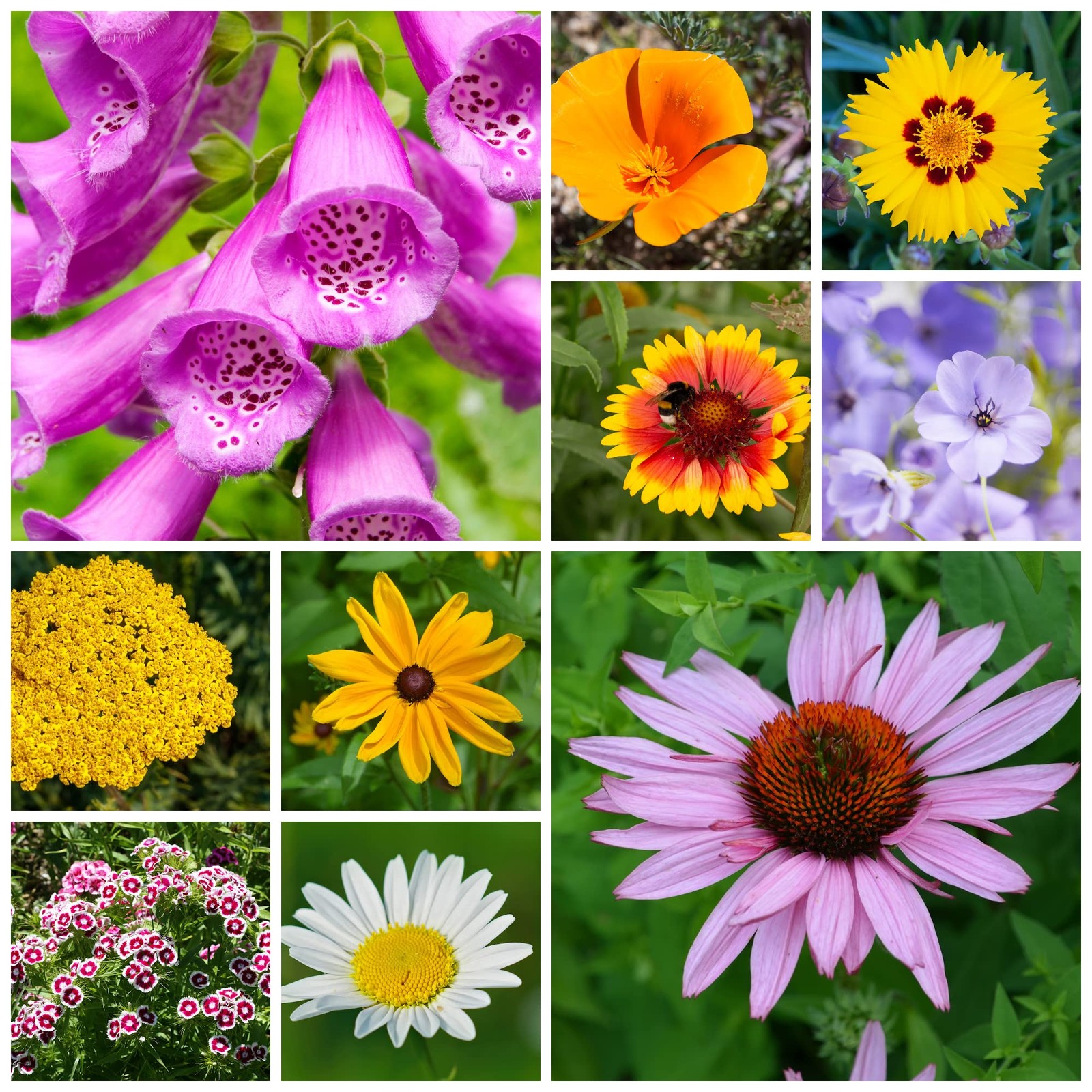 Wildflower Seeds Bulk – Meadow Wildflower Seed Mix, 5 Lbs Bulk, Annual & Pere…