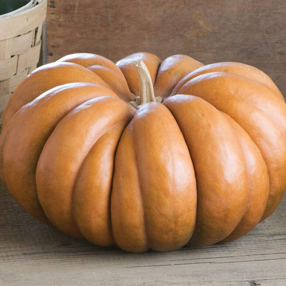 Fairytale Pumpkin Seeds | Musquee de Provence | Heirloom | Free Ship | 1079