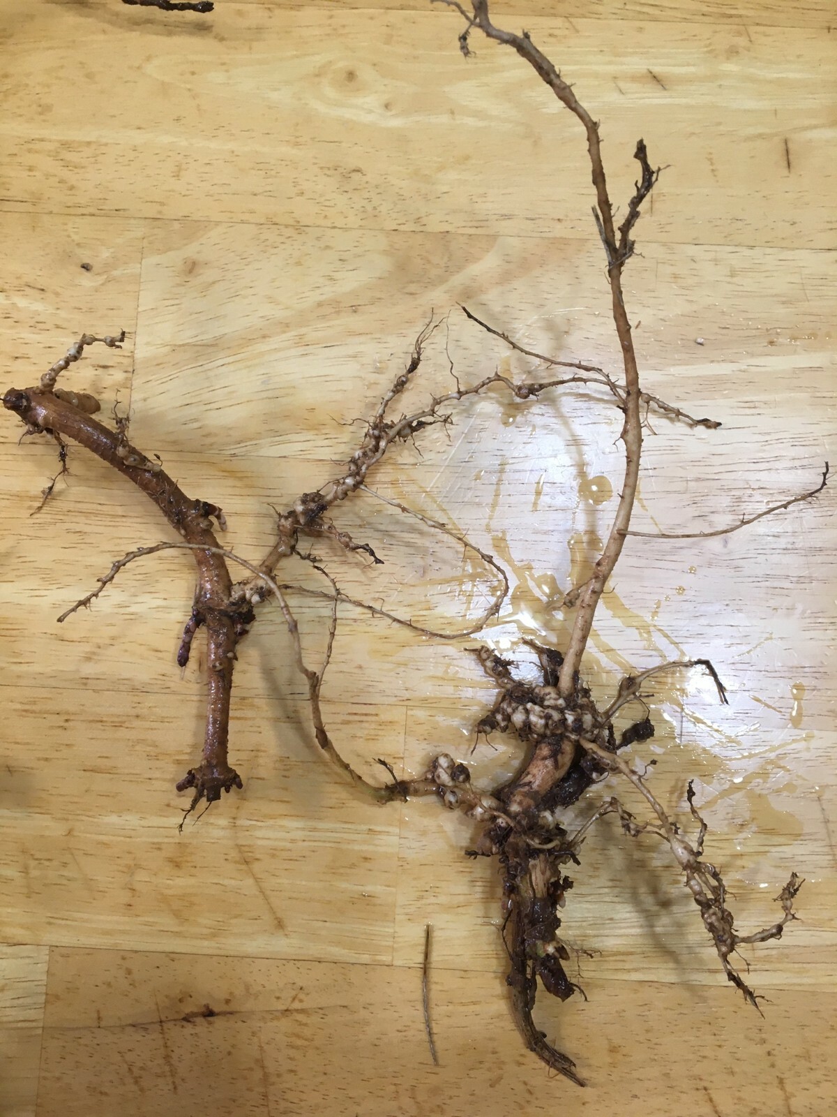 Start This Year’s Crop Today. 12 Organic Cascade Hop Rhizomes, $60.00