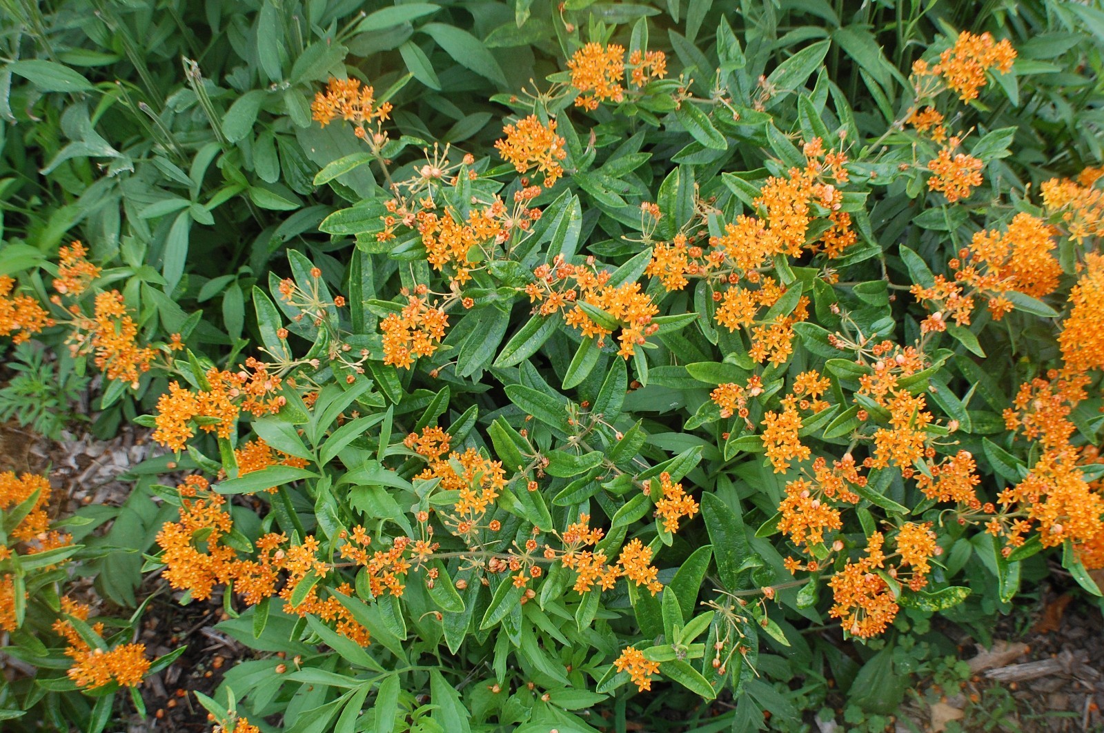 1 GRAM + Orange Milkweed/NATIVE to USA/Asclepias tuberosa/ORGANIC/Butterfly Weed
