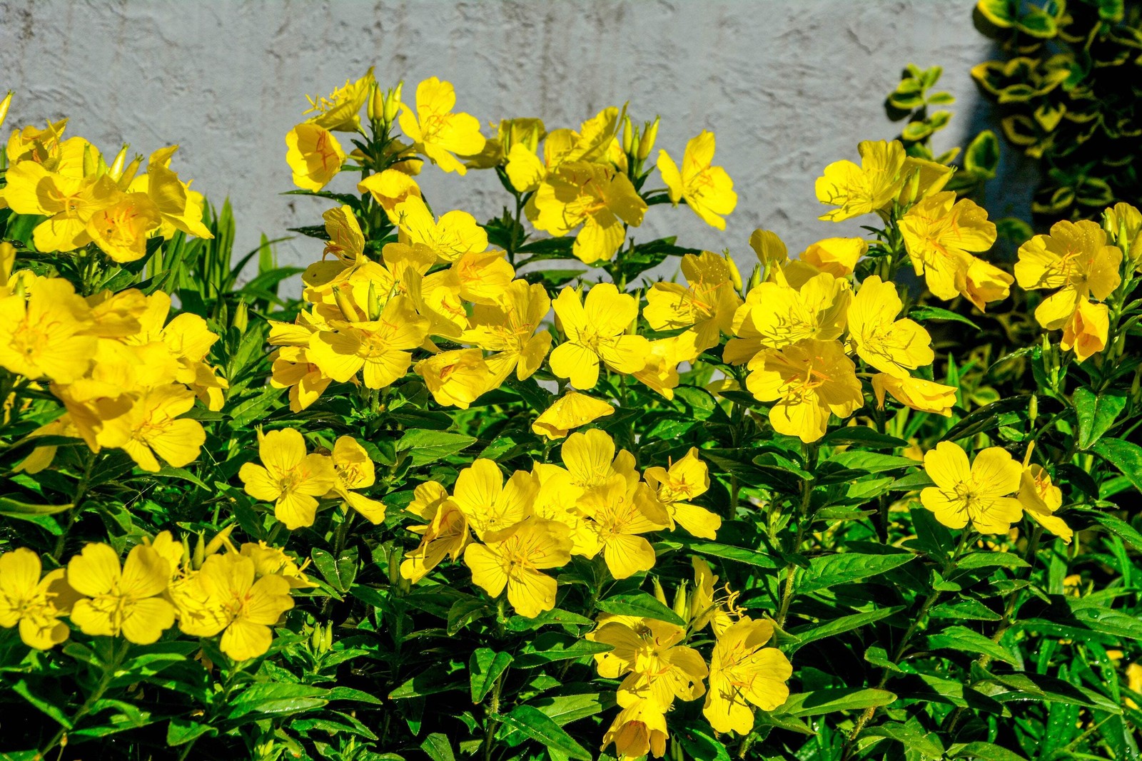1000 YELLOW EVENING PRIMROSE Oenothera lamarckiana Flower Seeds *Flat S/H