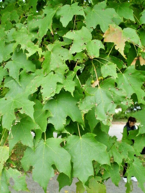 15 GREEN MOUNTAIN SUGAR MAPLE SEEDS -Acer saccharum ‘Green Mountain’