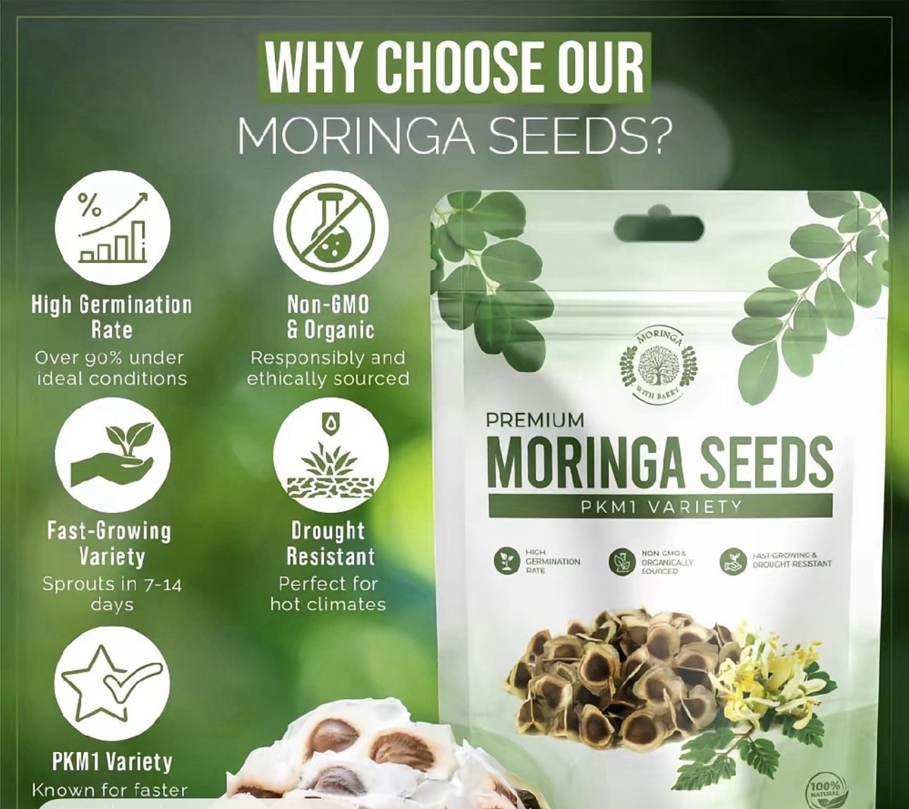 Moringa with Barry PKM1 Moringa Tree Seeds 100 Count Organic Non-GMO Fast