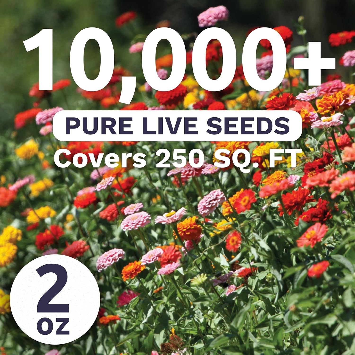 High-Quality Zinnia elegans Seeds – 2oz Pouch