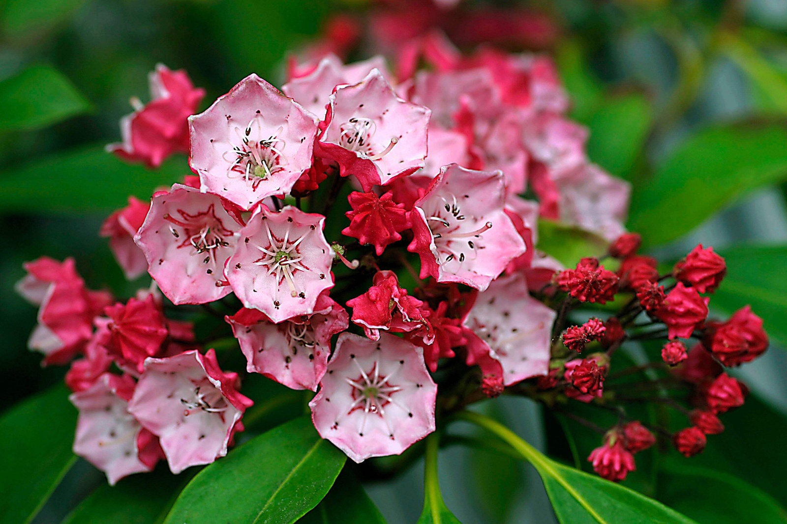 50 MOUNTAIN LAUREL White Pink Red Kalmia Latifolia Shrub Bush Seeds