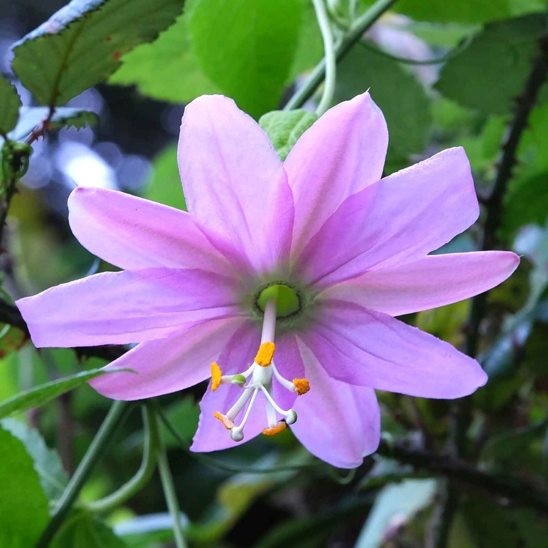 Fresh Premium Banana Passion Fruit Seeds | Heirloom | Non-GMO | Fruit Seeds