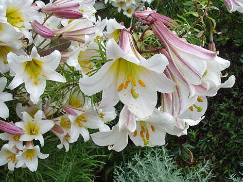 Lilium regale | Regal, Royal or King’s Lily | 10 Seeds