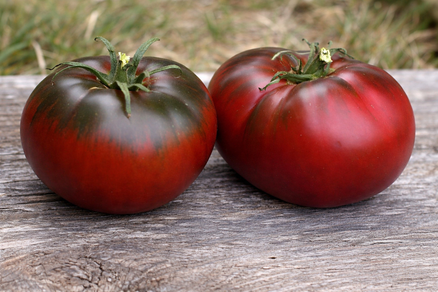 100 Heirloom Paul Robeson Tomato Seeds – NonGMO Free Shipping! Indeterminate