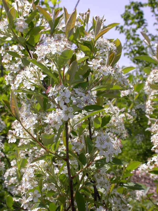Red Chokeberry, Aronia arbutifolia Brilliantissima, Shrub Seeds