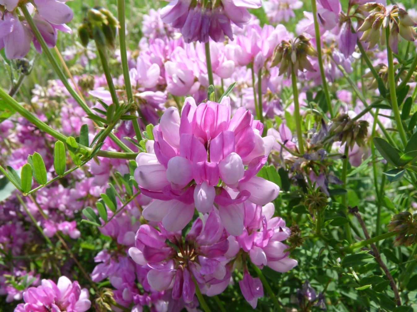 Coronilla Varia Crown Vetch Vine, Hardy Garden Ground Cover 200 Seeds