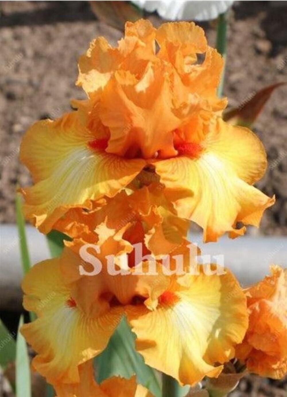 20 SEEDS for Yellow/Orange IRIS rare flower exotic bloom garden plant USA Seller