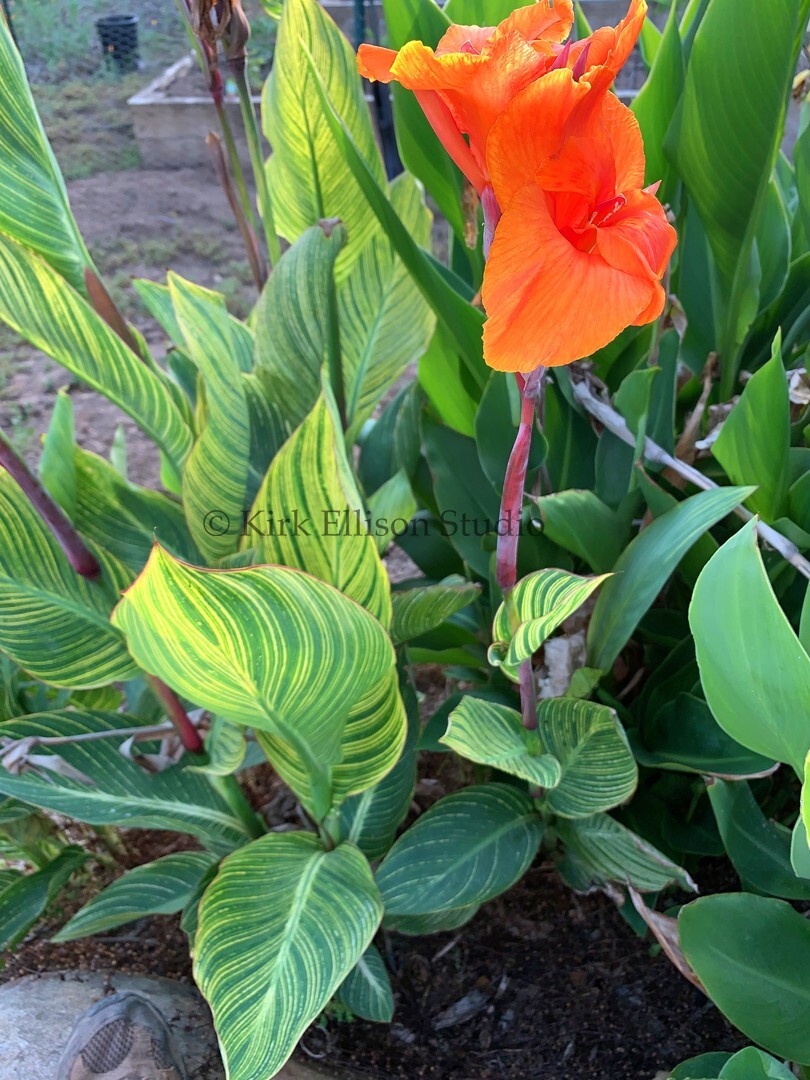 Canna Lily (1) Rhizome “BENGAL TIGER” a.k.a. “PRETORIA” Variegated Foliage!