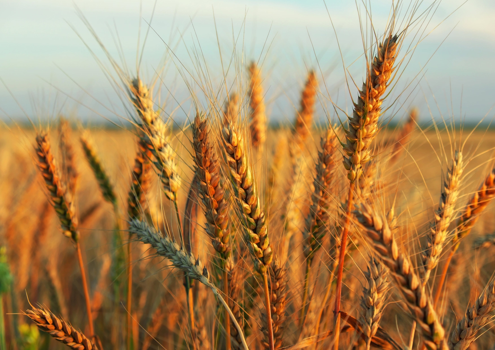 Wheat Berries – Sproutable, Kosher, Raw – by Food To Live