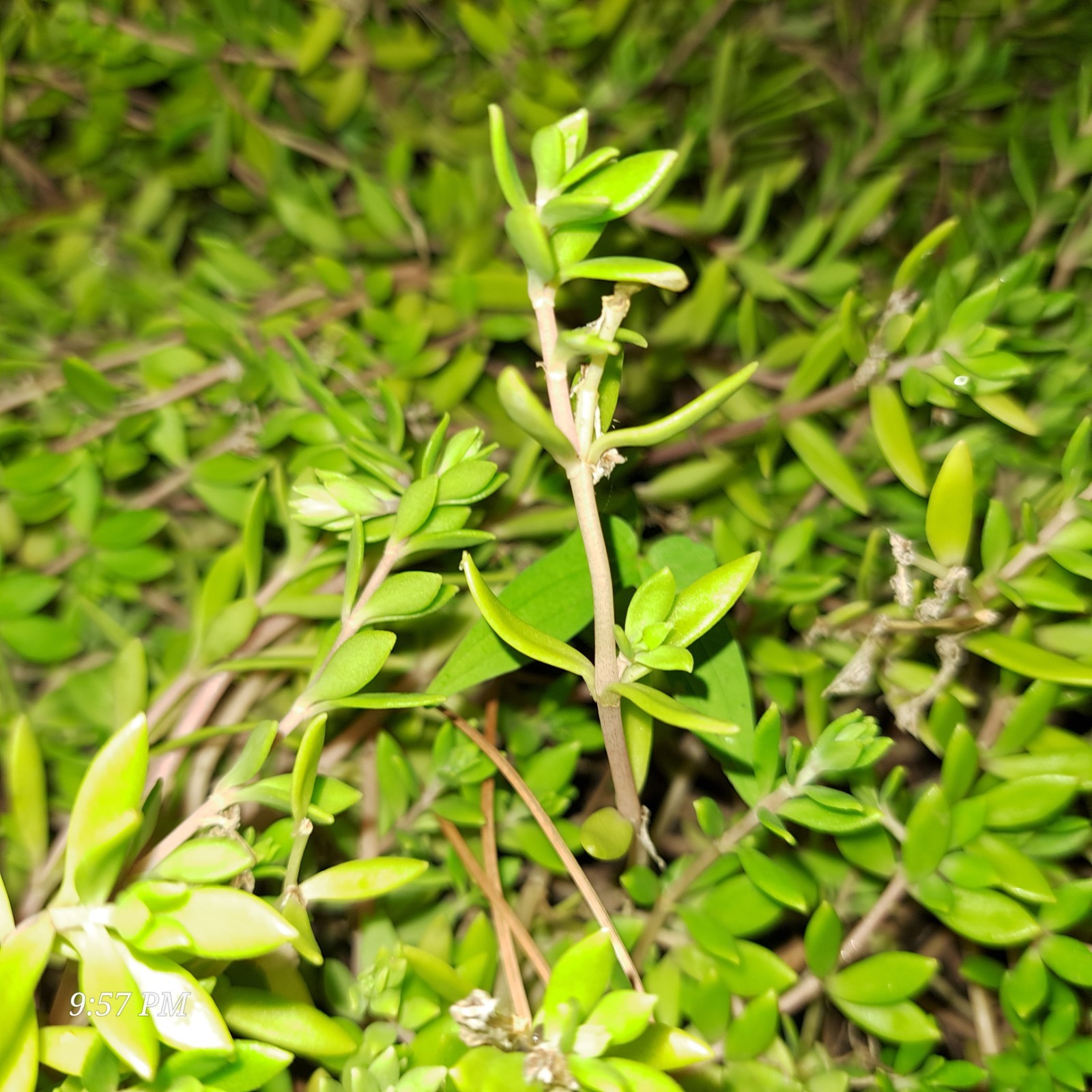 Dot Namul Greens/ Succulents, ground cover (plants dig and ship) 1/2 POUND