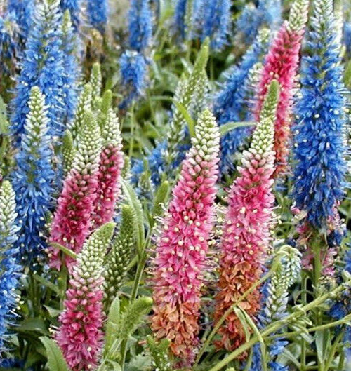 VERONICA LONGIFOLIA, 160 SEEDS, MIXED COLORS, LONG LEAF SPEEDWELL, USA SELLER