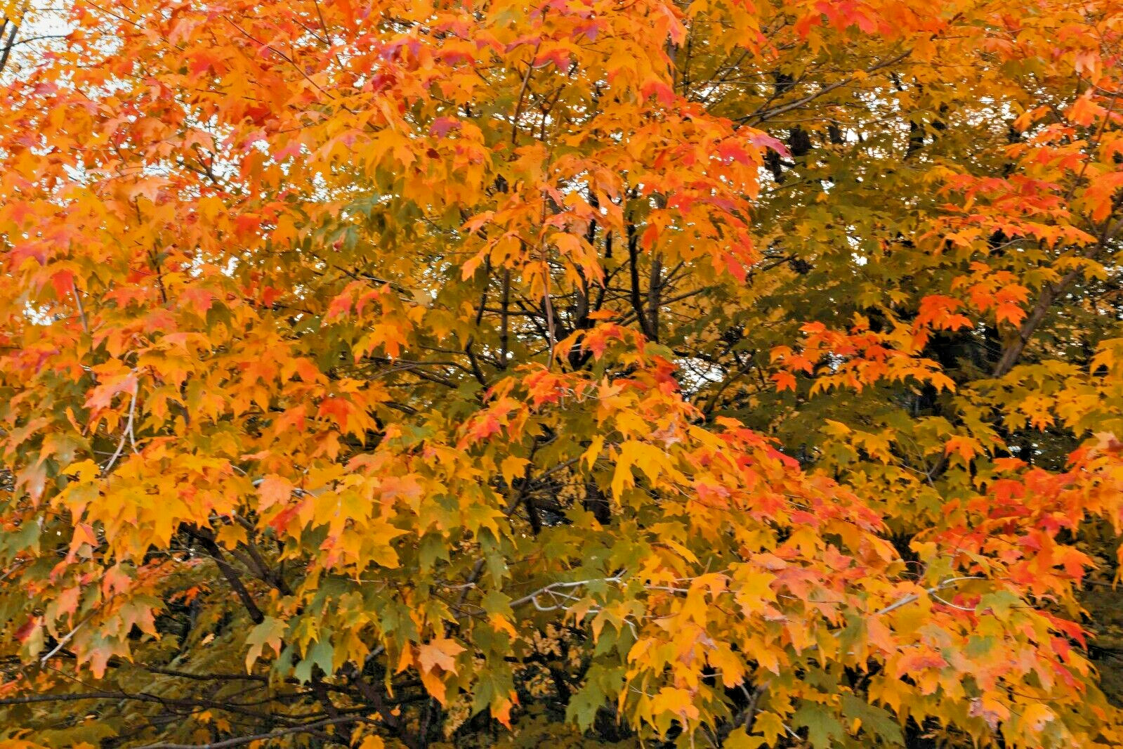 20 RED MAPLE SEEDS – Acer rubrum
