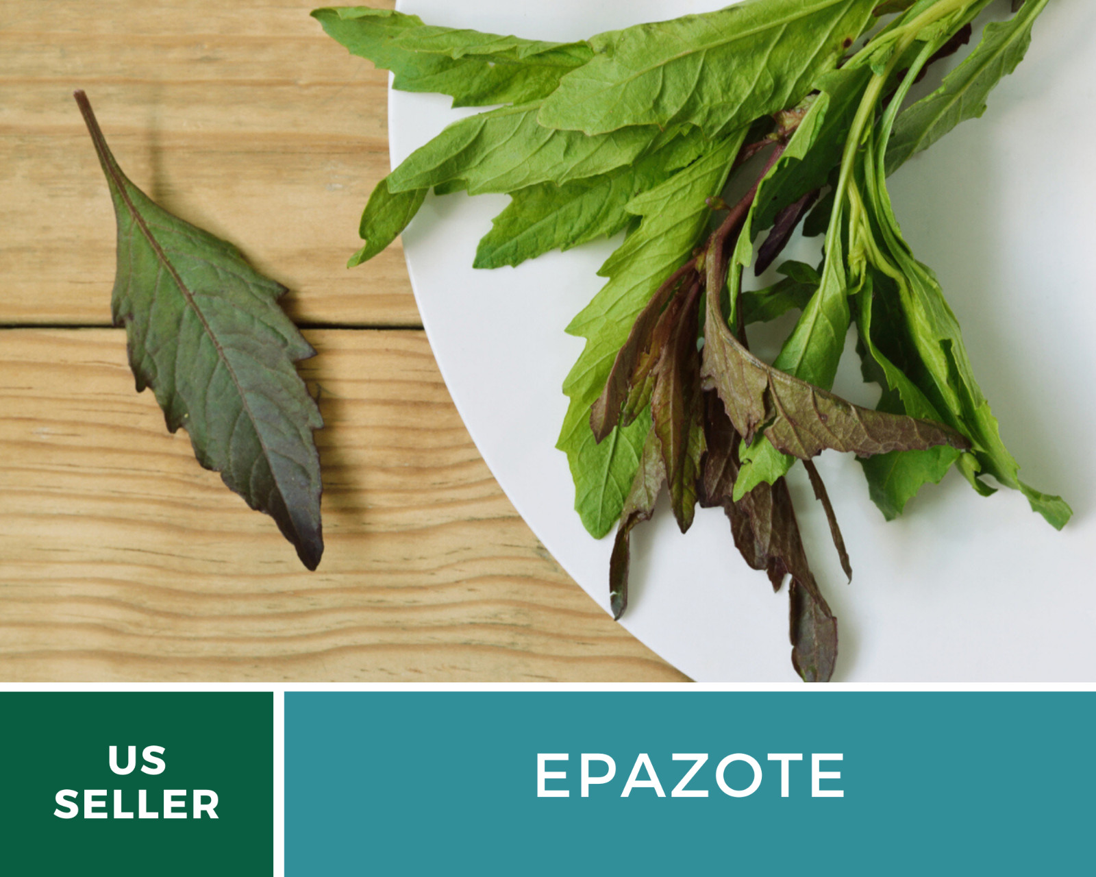 Epazote – Mexican Tea – Culinary & Medicinal Herb – GMO Free