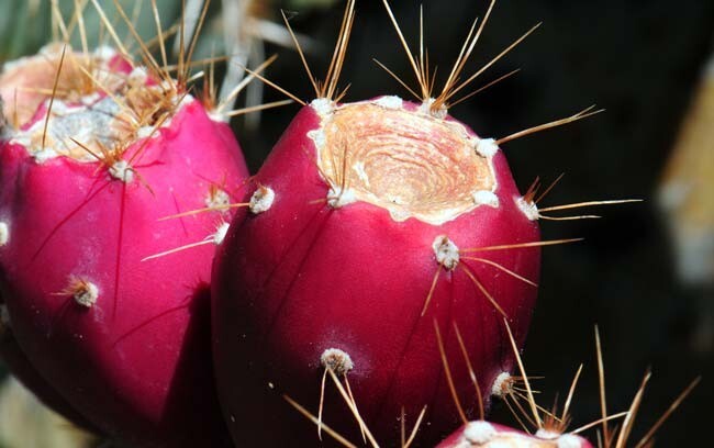 Cactus Seeds—25 SEEDS—Prickly pear—Winter Hardy