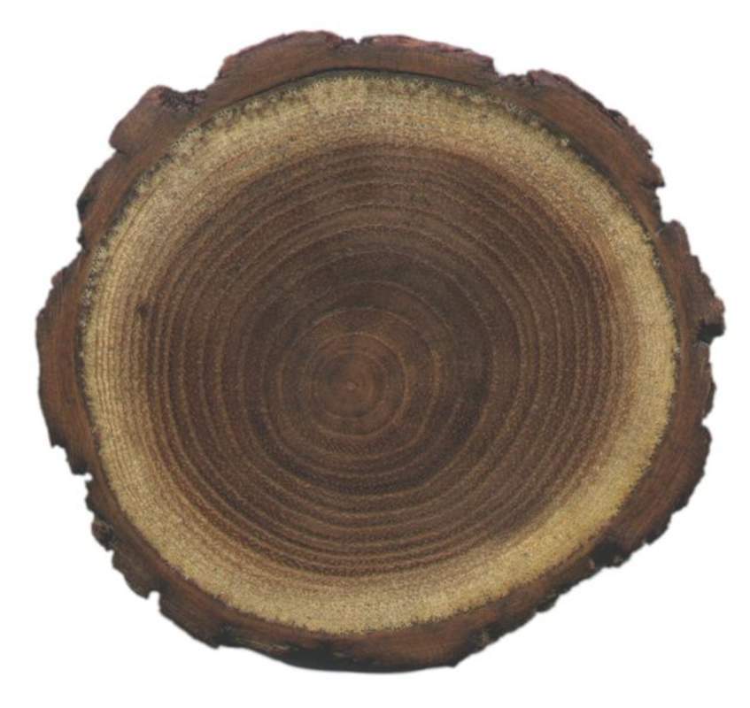 1-1000 PCS Black Yellow Locust False Acacia Tree Seeds Robinia Pseudoacacia 0147