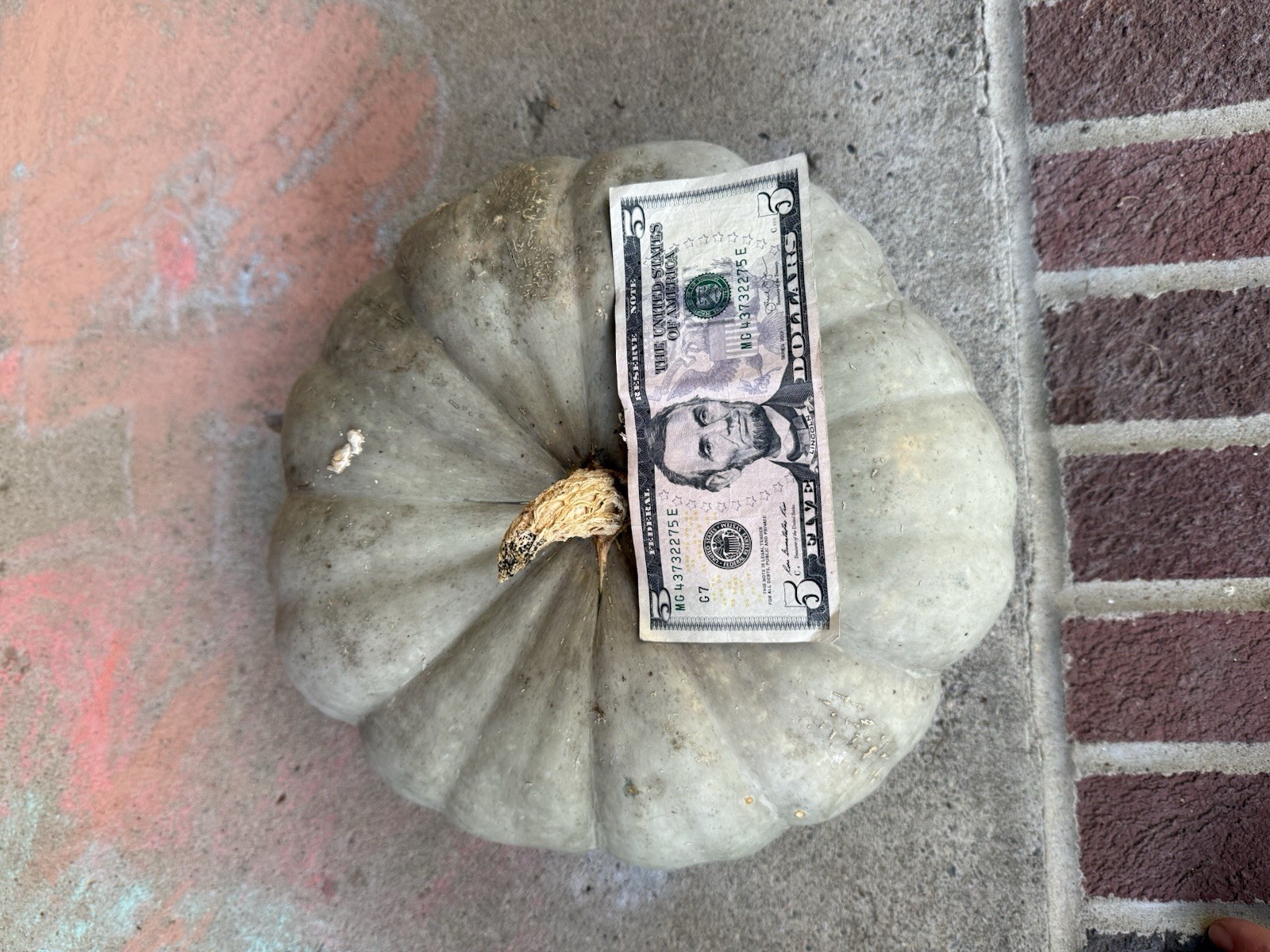 Seeds #20: Gray, green, blue, stacker Pumpkin. (10 ct)