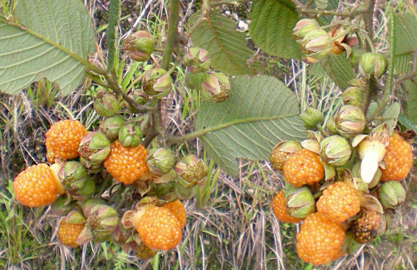 Rubus ellipticus | Ainselu | Golden & Himalayan Raspberry | 50_Seeds