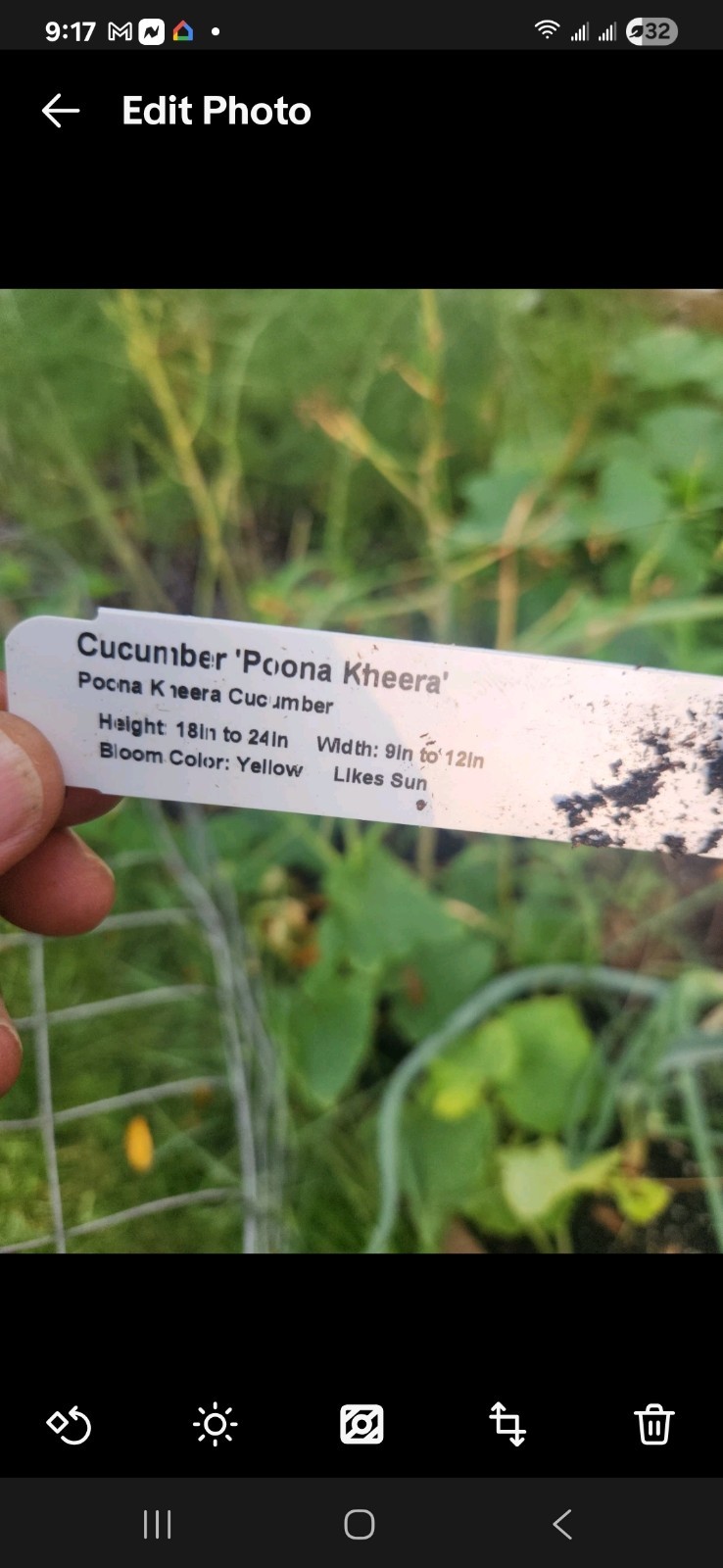 Poona Kheera Cucumber- 14 SEEDS .
