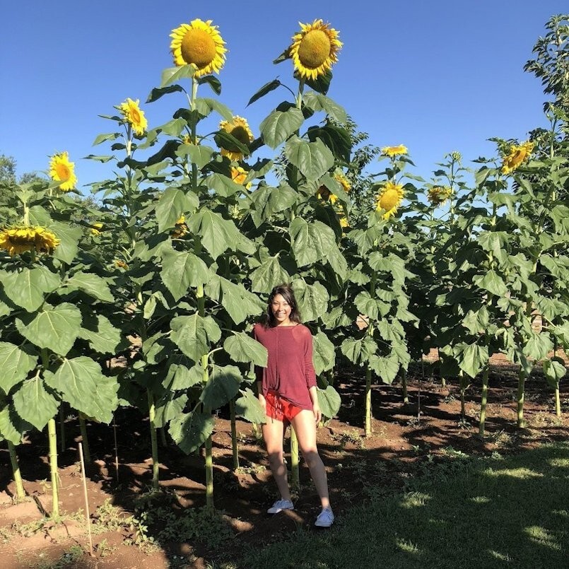 25+ SUNFLOWER SEEDS – STRIPED – SUPER TALL – GIANT – RARE — HEIRLOOM – NON GMO