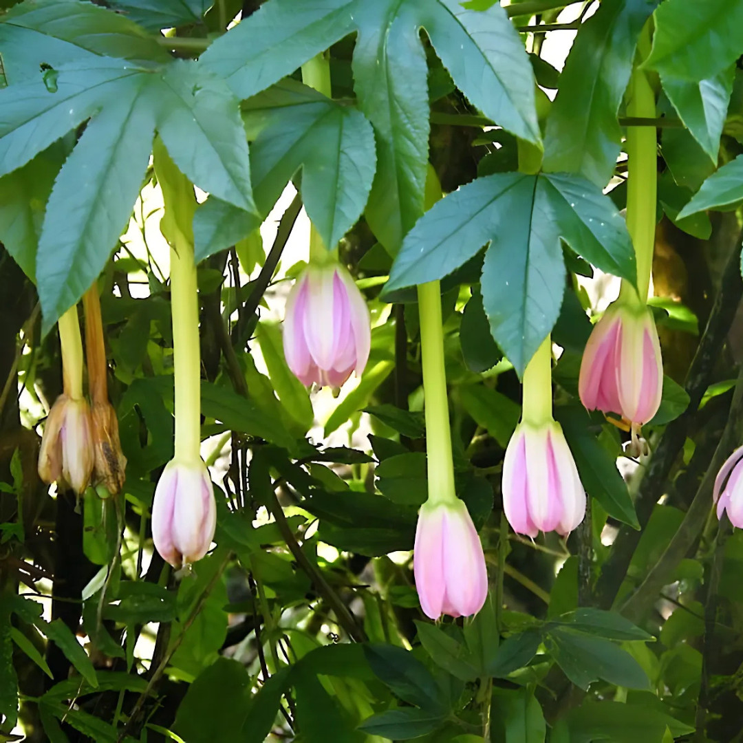 Fresh Premium Banana Passion Fruit Seeds | Heirloom | Non-GMO | Fruit Seeds