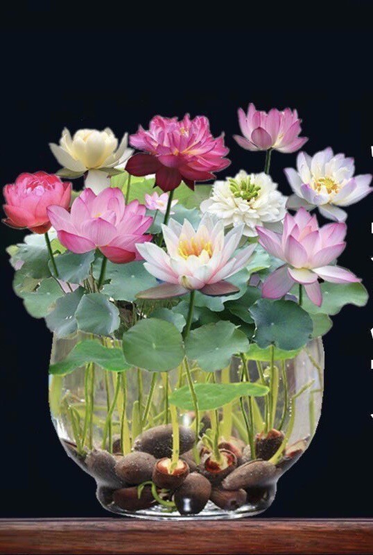 Water Lily seeds Mixed colors Nymphaeaceae New Water Pond Plant 10seeds