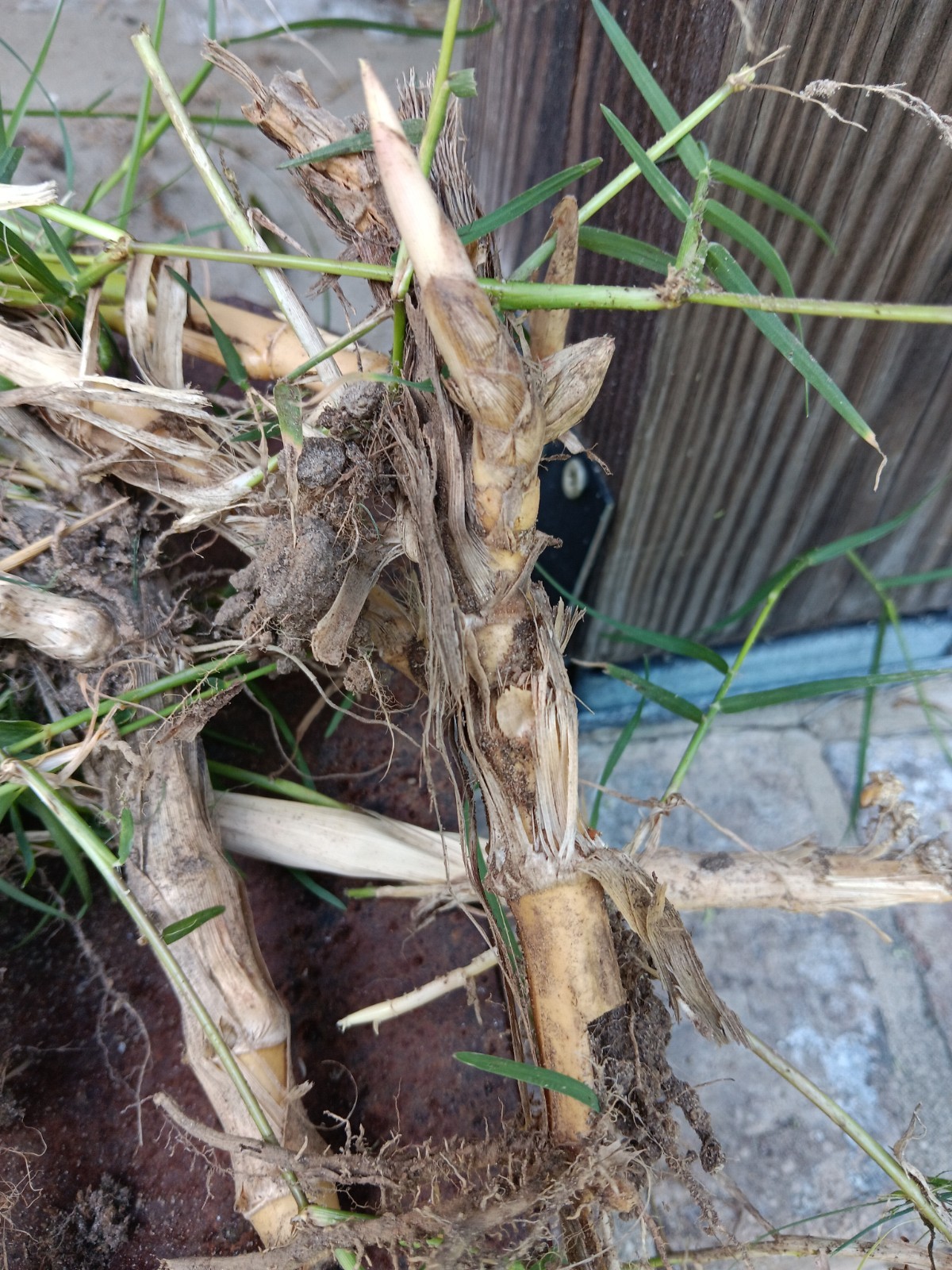 Bamboo Plants Live Starter Plant 10 Rizomes Organic Aurea Bamboo
