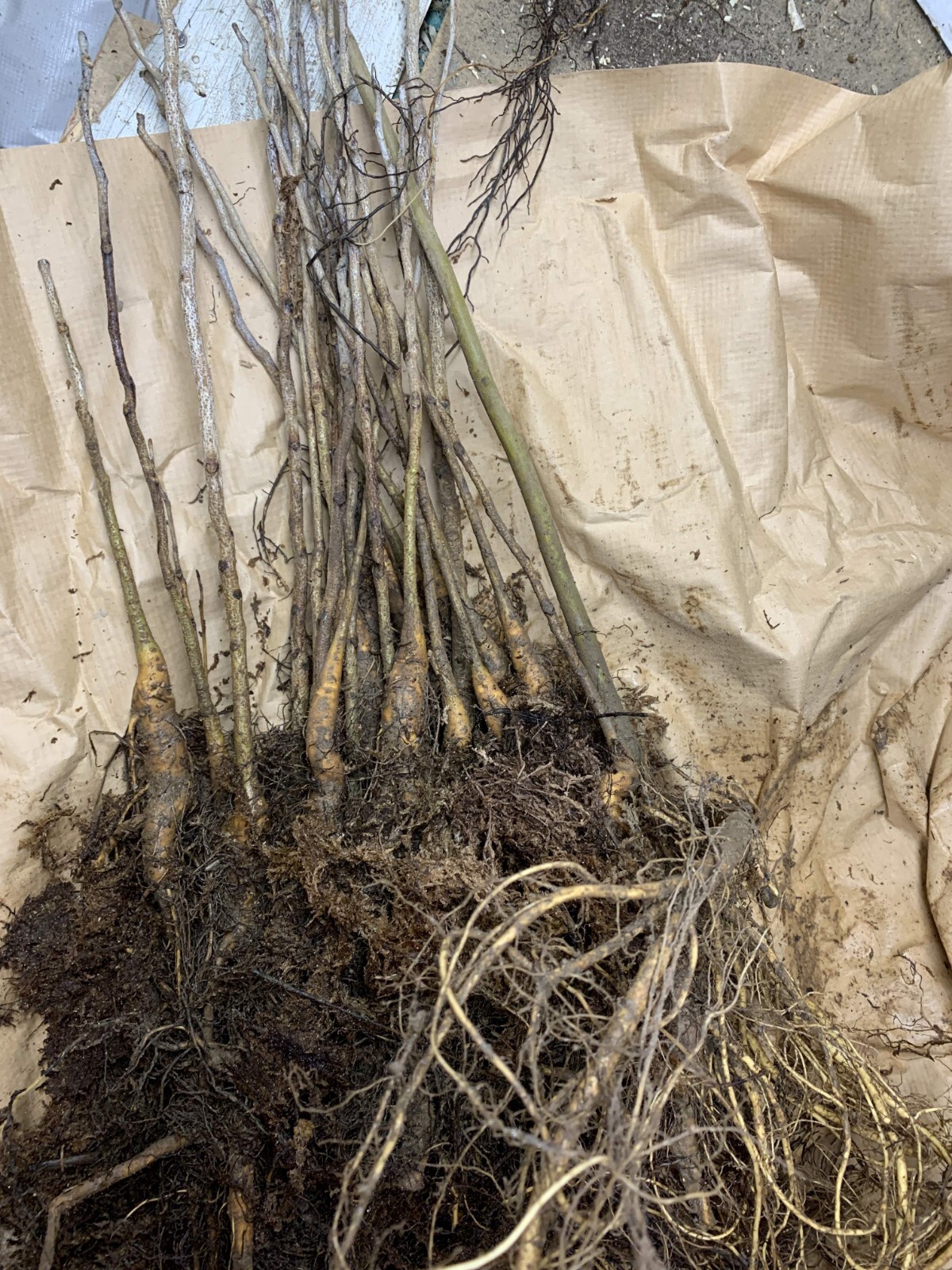 Kentucky Coffeetree (Gymnocladus dioicus) 1-2 year old plant 8-12″ tall