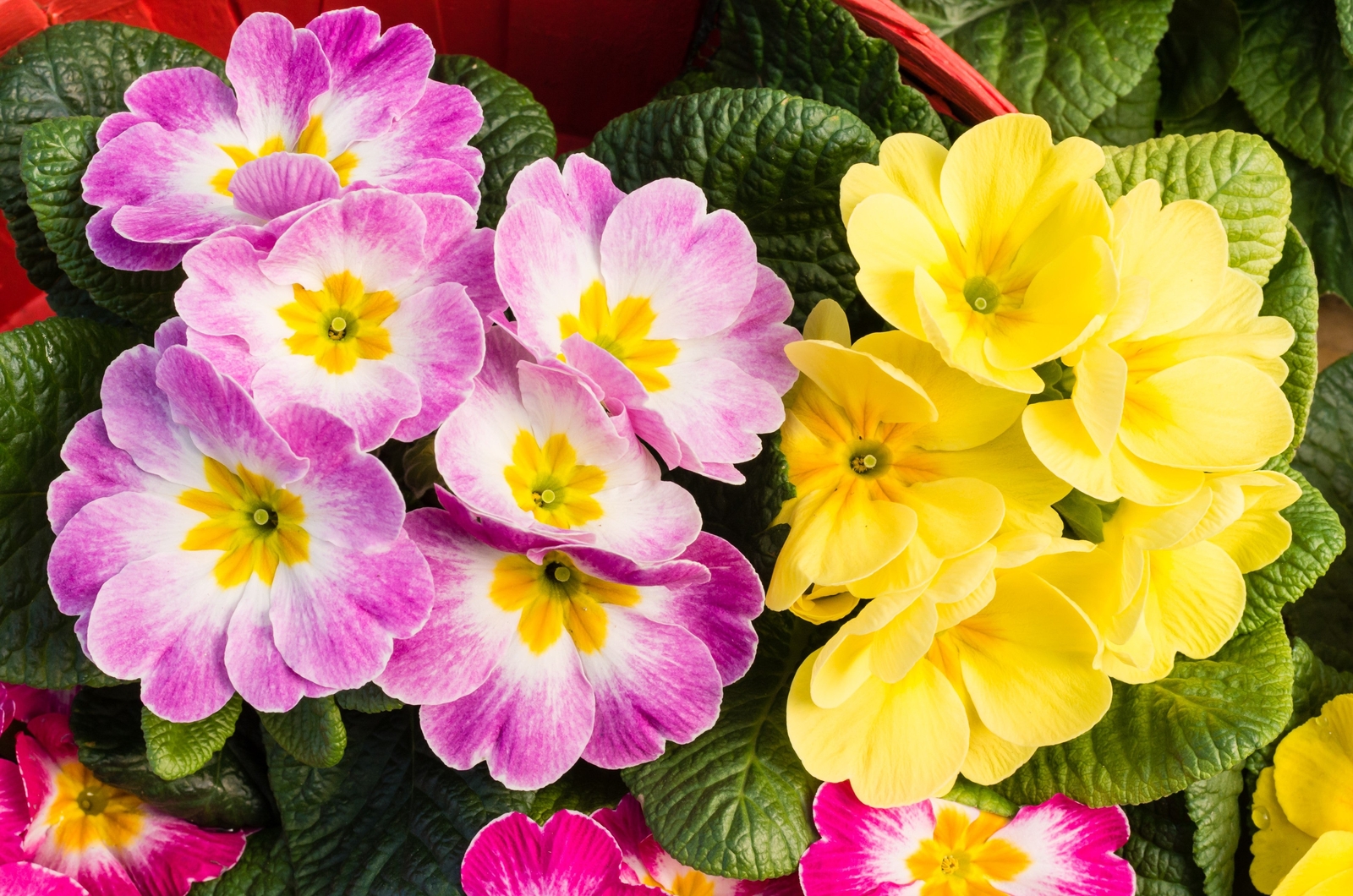 50 MIXED ENGLISH PRIMROSE Primula Vulgaris Acaulis Shade Houseplant Flower Seeds