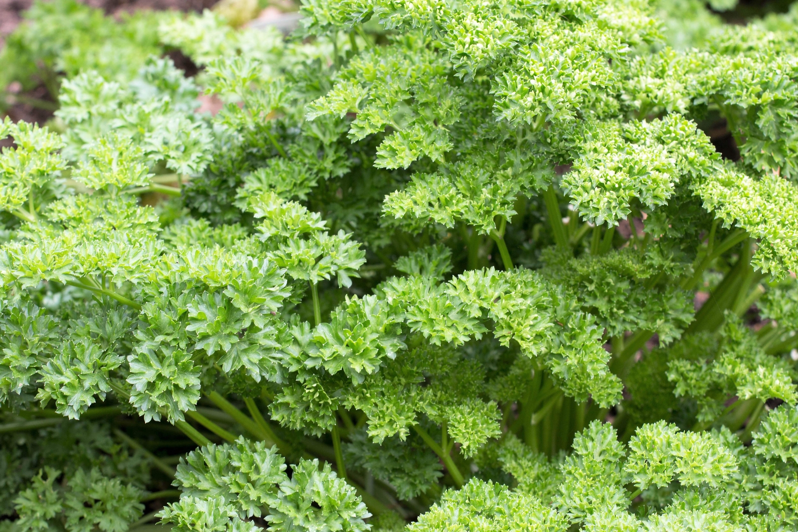 1500 TRIPLE CURLED PARSLEY Petroselinum Hortensis Herb Vegetable Seeds *Comb S/H