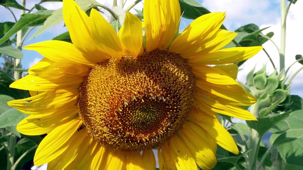 GIANT MAMMOTH RUSSIAN “GREY STRIPE” SUNFLOWER SEEDS Heirloom Hardy 10″ FLOWERS