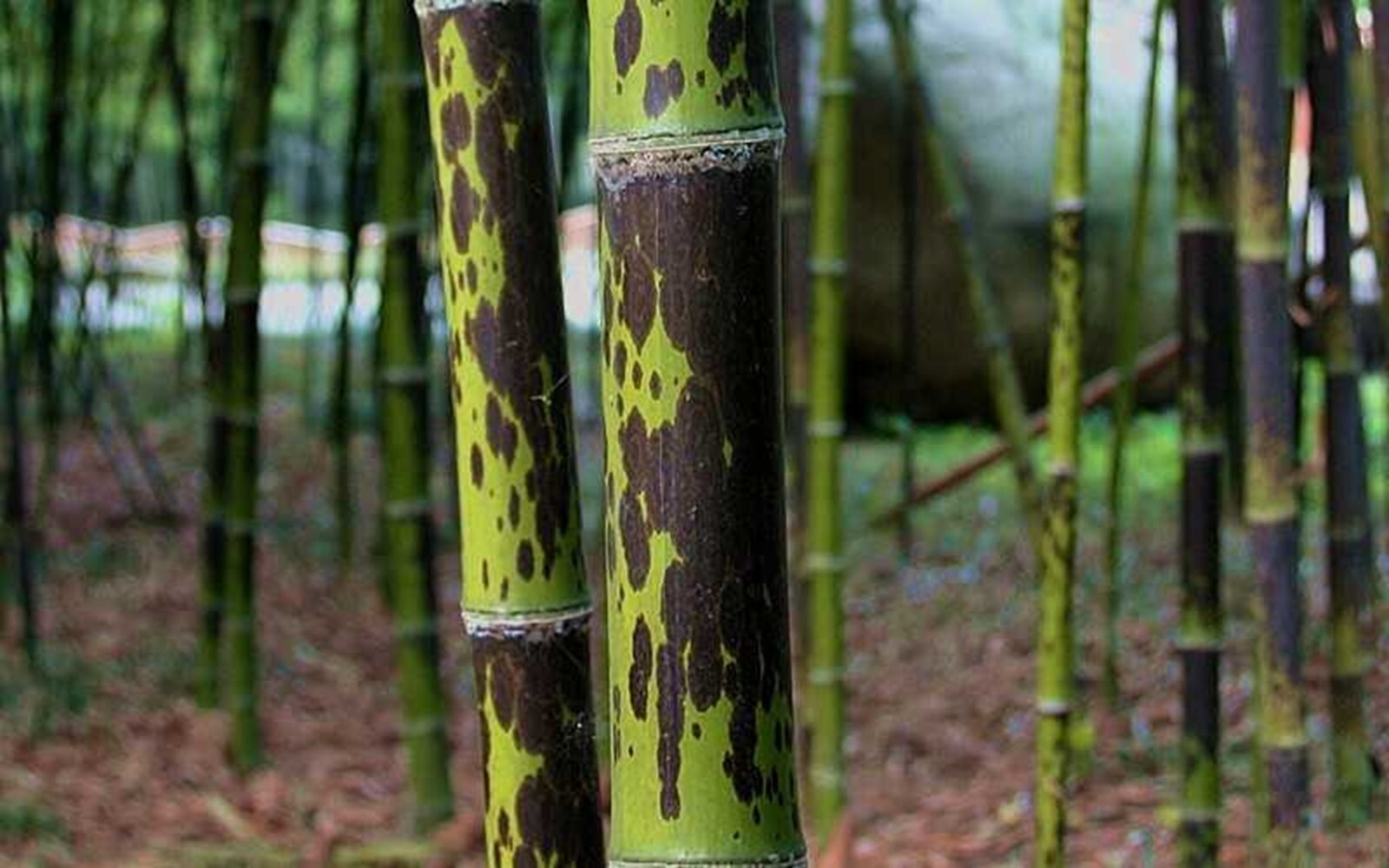 100 Leopard Bamboo Seeds Perennial Seed Ornamental Privacy Shoots US SELLER