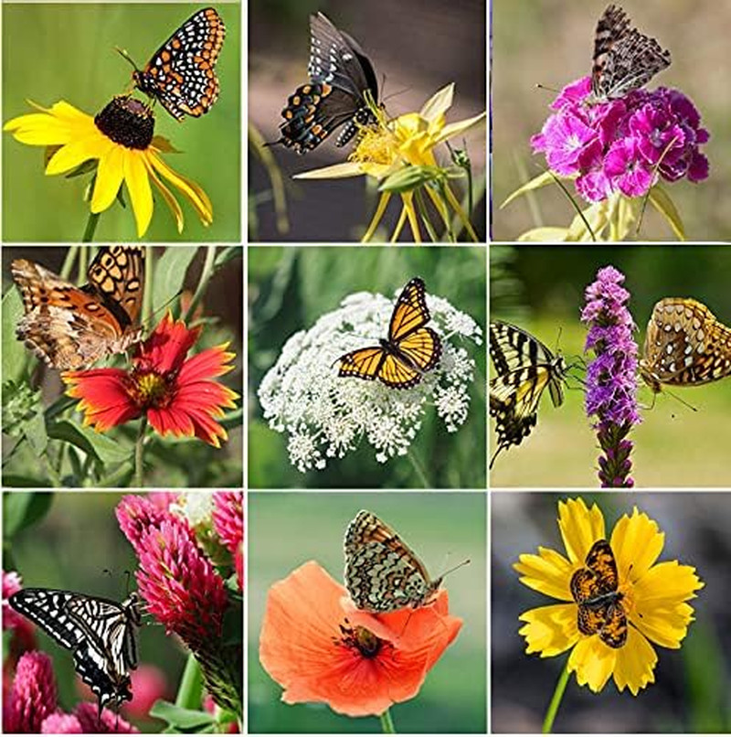 Perennial Wildflower Seeds Package with 31 Different Varieties 100,000+ Seeds, H
