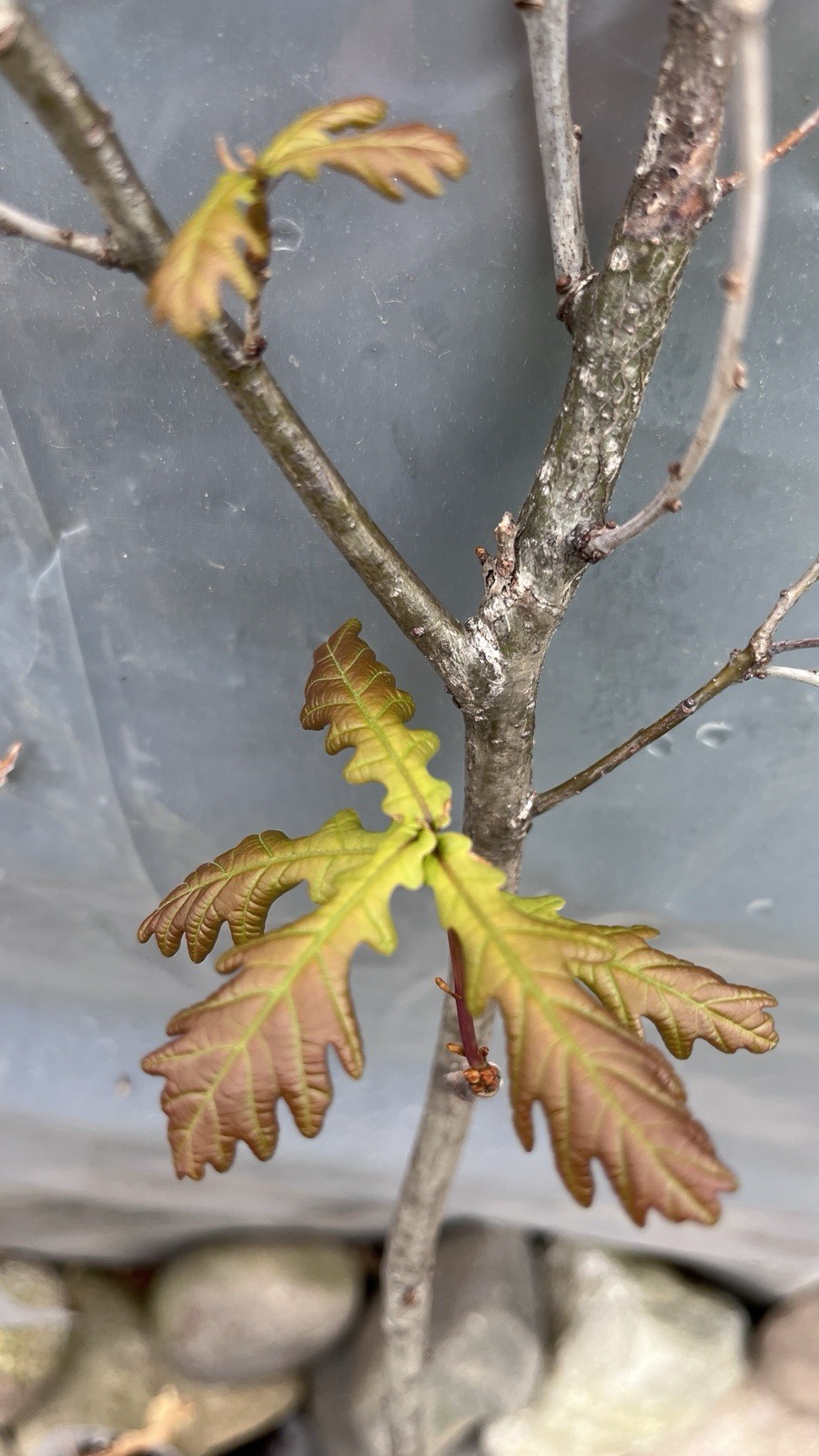 3 ft tall 3 year old Quercus robur Fastigiata , Columnar English Oak, bare root