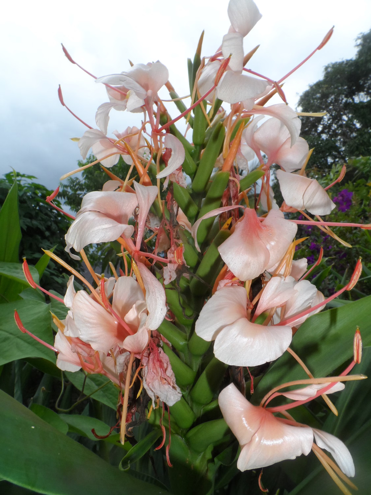 2x Hedychium butterfly ginger rhizomes, Tropical Lily. Easy to care for plant.
